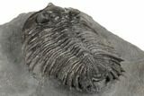 Rare, Treveropyge Maura Trilobite - Issoumour, Morocco #193699-4